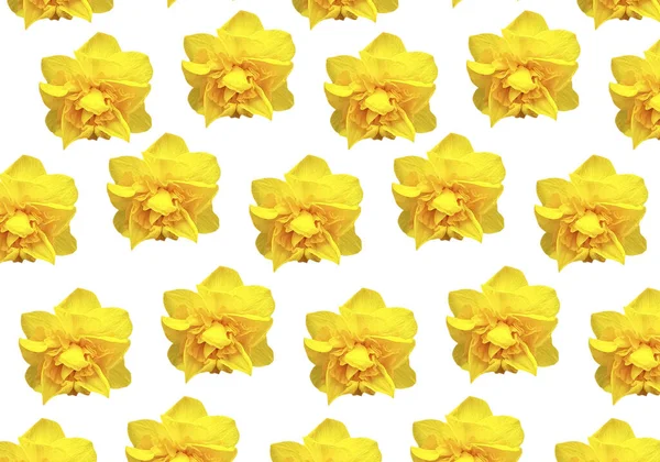 Flor Narciso Amarillo Sobre Fondo Blanco — Foto de Stock