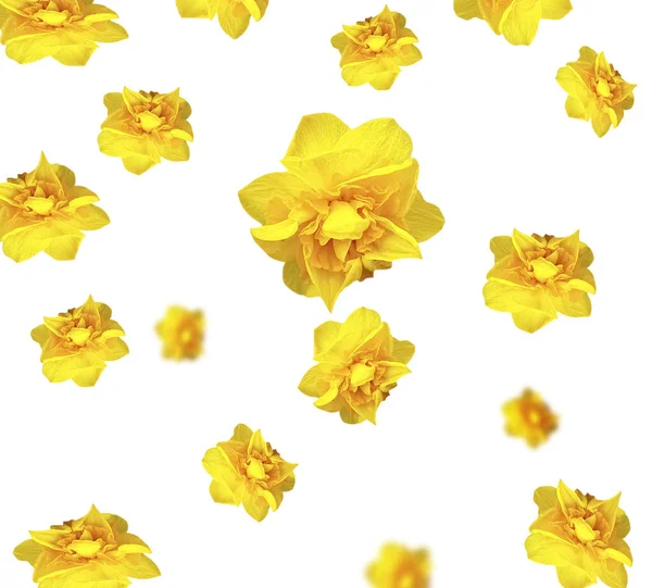 Żółty Żonkil Kwiat Białym Tle — Zdjęcie stockowe