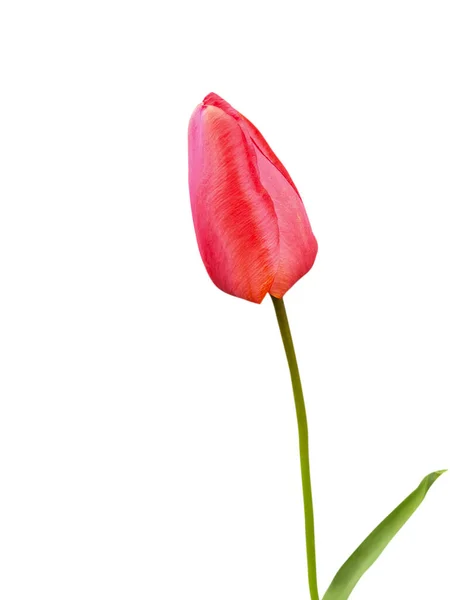 Tulipe Fleur Sur Fond Blanc — Photo