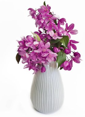 Beyaz arkaplanda izole edilmiş manolya çiçekli vazo