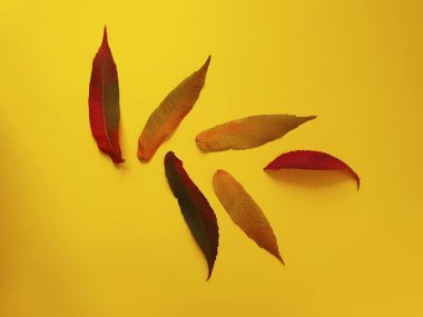 Renkli arkaplan çerçevesinde sonbahar yaprakları