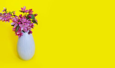 renkli arkaplanda manolya çiçeği