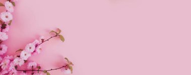 Renkli arkaplan çerçevesinde çiçek açan kiraz