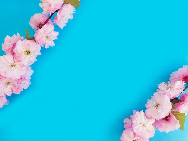 blooming cherry on a colored background frame