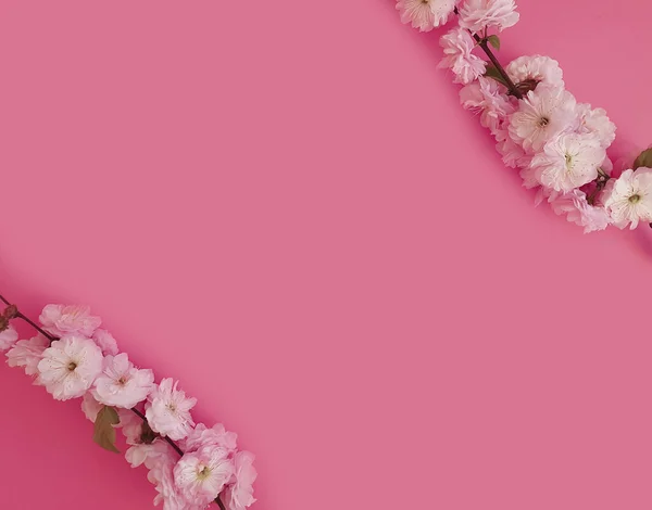 blooming cherry on a colored background frame