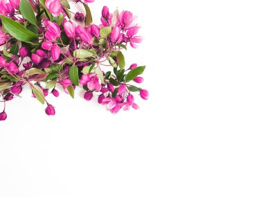 Güzel çiçekli manolya dalı beyaz arkaplanda izole edilmiş.