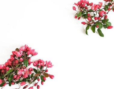 Güzel çiçekli manolya dalı beyaz arkaplanda izole edilmiş.