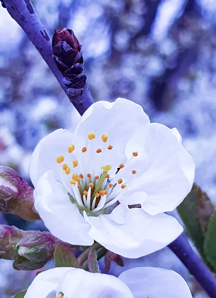 Florescendo Cereja Closeup Primavera Fundo — Fotografia de Stock