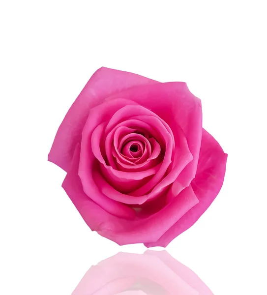 Rose Flower Isolated White Background — Stock Photo, Image