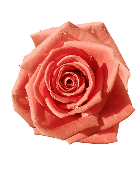 Rose Fleur Isolée Sur Fond Blanc — Photo