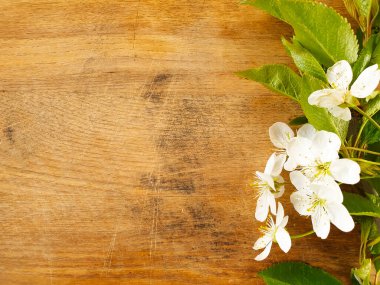 Eski ahşap arka planda kiraz çiçeği