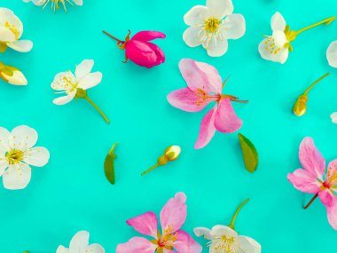 Renkli arka planda çiçek açan kiraz