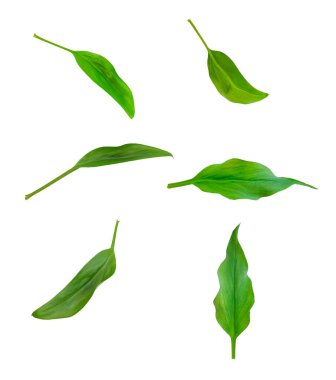 Beyaz arkaplanda yeşil yaprak izole edildi