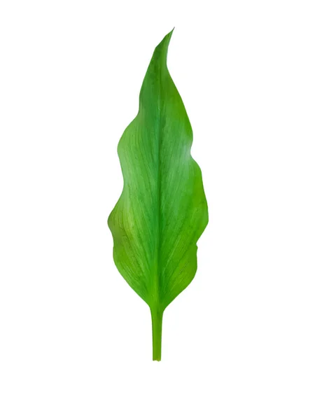 Green Leaf Isolated White Background — Stock Photo, Image