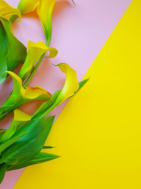 arkaplan çerçevesinde kalla çiçeği