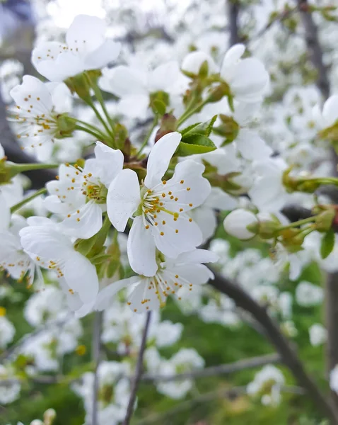 Blühende Kirschblüte Nahaufnahme Hintergrund — Stockfoto