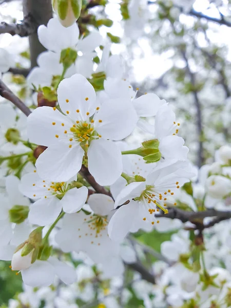 Blühende Kirschblüte Nahaufnahme Hintergrund — Stockfoto