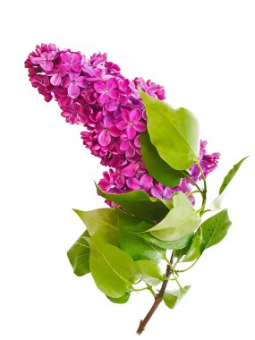 Beyaz arkaplanda leylak dalı izole edildi