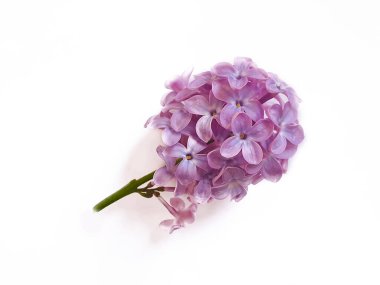 Beyaz arkaplanda leylak dalı izole edildi