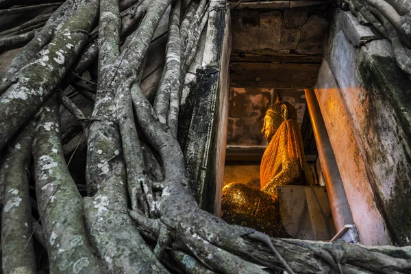 Buda heykeli kilise eski tuğla duvar ve ağaç kök Wat Bang Kung: Samut Sakhon Tayland