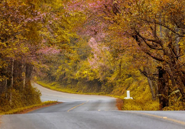 Romantic Road sonbahar ilkbahar seçme seyahat turizm güzel Doi Ang Khang, Chiang Mai, Tayland