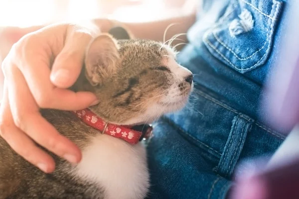 hayvan arka plan kedi şirin en iyi arkadaş kucaklama kadınlar kız ve işlem yumuşak odak sesi