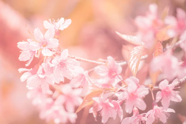 Sukura pozadí třešňový květ květiny na jarní sezónu a měkké zaměření procesu Pastel tón — Stock fotografie