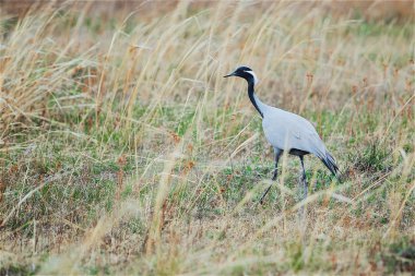 Bir alandaki telli turna