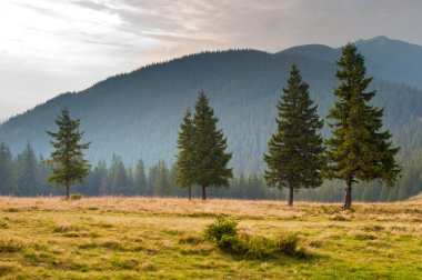Dağ tepe üzerinde çam ağaçları