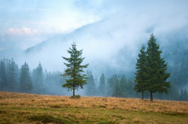 Puslu bir mera üzerinde çam ağaçları