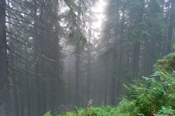 Bosque de pino brumoso por la mañana — Foto de Stock