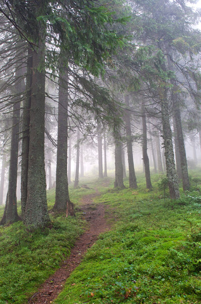Hiking trail through the misty pine forest in the Carpathian mountains