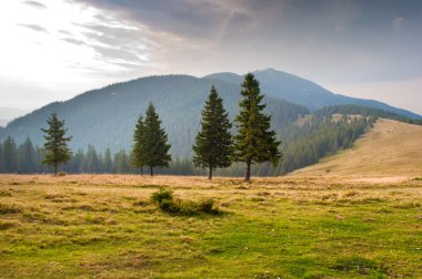 Mera üzerinde çam ağaçları