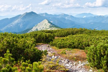 Dağ tepe sürünen çam feragat için bir yol