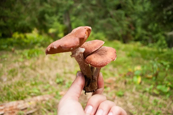 A hand holding honey fungus — Stock Photo, Image