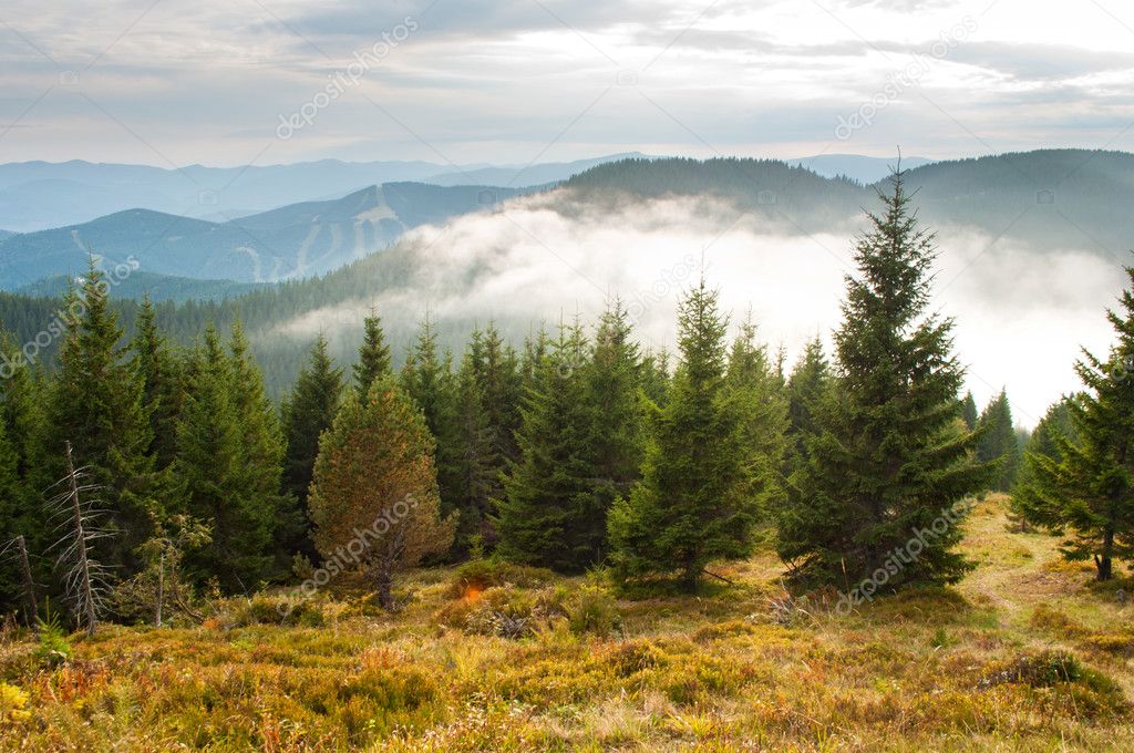 Low white clouds below the mountain tops among spruce trees