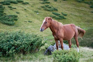 Kahverengi bir at kuyruğu feragat