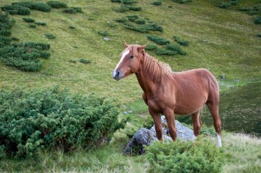 Karpat Dağları'nın vahşi doğada kahverengi at mutlu görünüyor