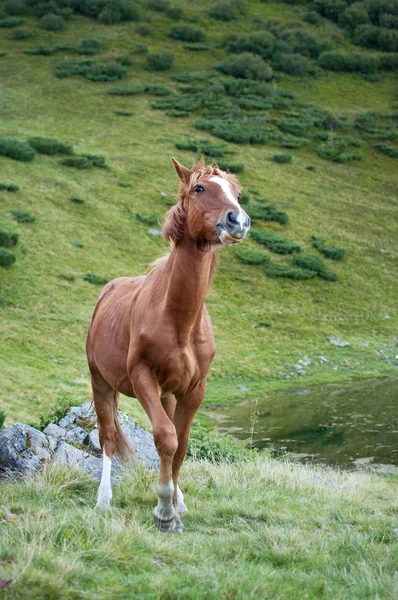 Brązowy koń chodzenie do przodu — Zdjęcie stockowe
