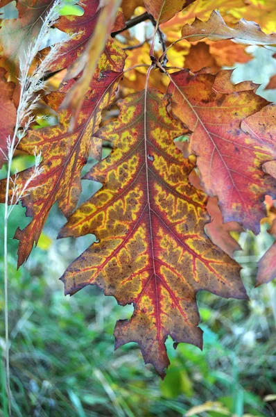 Цветные Дубовые Листья Сложным Рисунком — стоковое фото