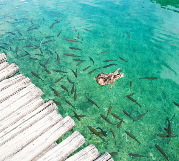 A duck swimming among fish — Φωτογραφία Αρχείου