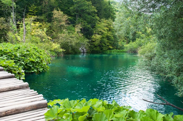 Small pond with emerald water — Stockfoto