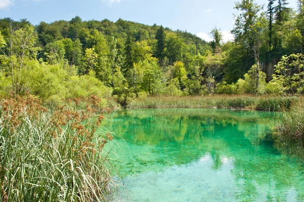 Turquoise transparent waters among green trees and reed — Stockfoto