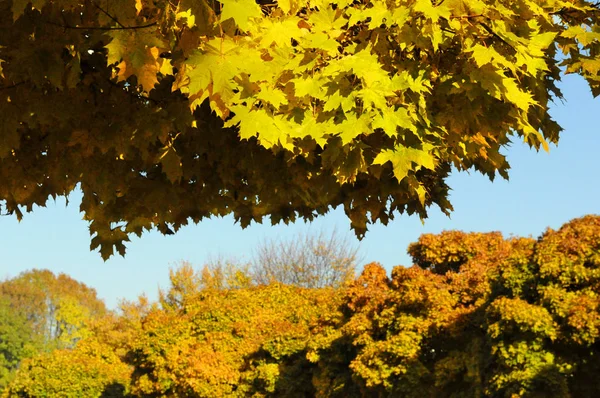 Навес из листьев жёлтого клена — стоковое фото
