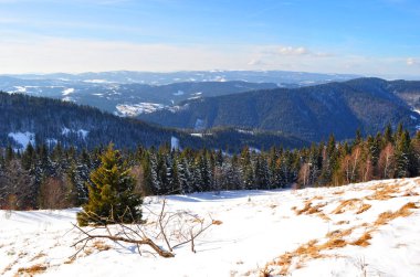 Çam ormanı yakınındaki bir genç Ladin ağacı 