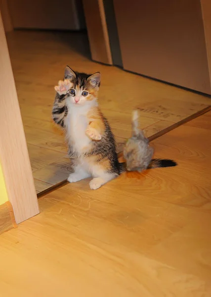 Маленькая Полосатая Кошка Стоящая Вертикальной Позе Борющаяся Кунг Против Серой — стоковое фото