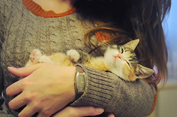 Little callico cat in the arms of a girl — Stock Photo, Image