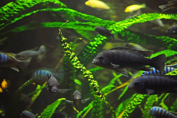 Many gray fish in the aquarium — Stock Photo, Image