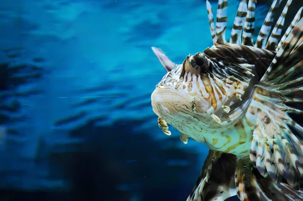 Κοντινό πλάνο του προσώπου του lionfish — Φωτογραφία Αρχείου