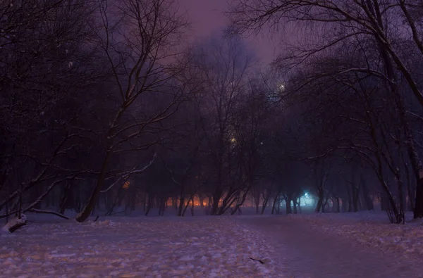 Neblige Winternacht im Park — Stockfoto